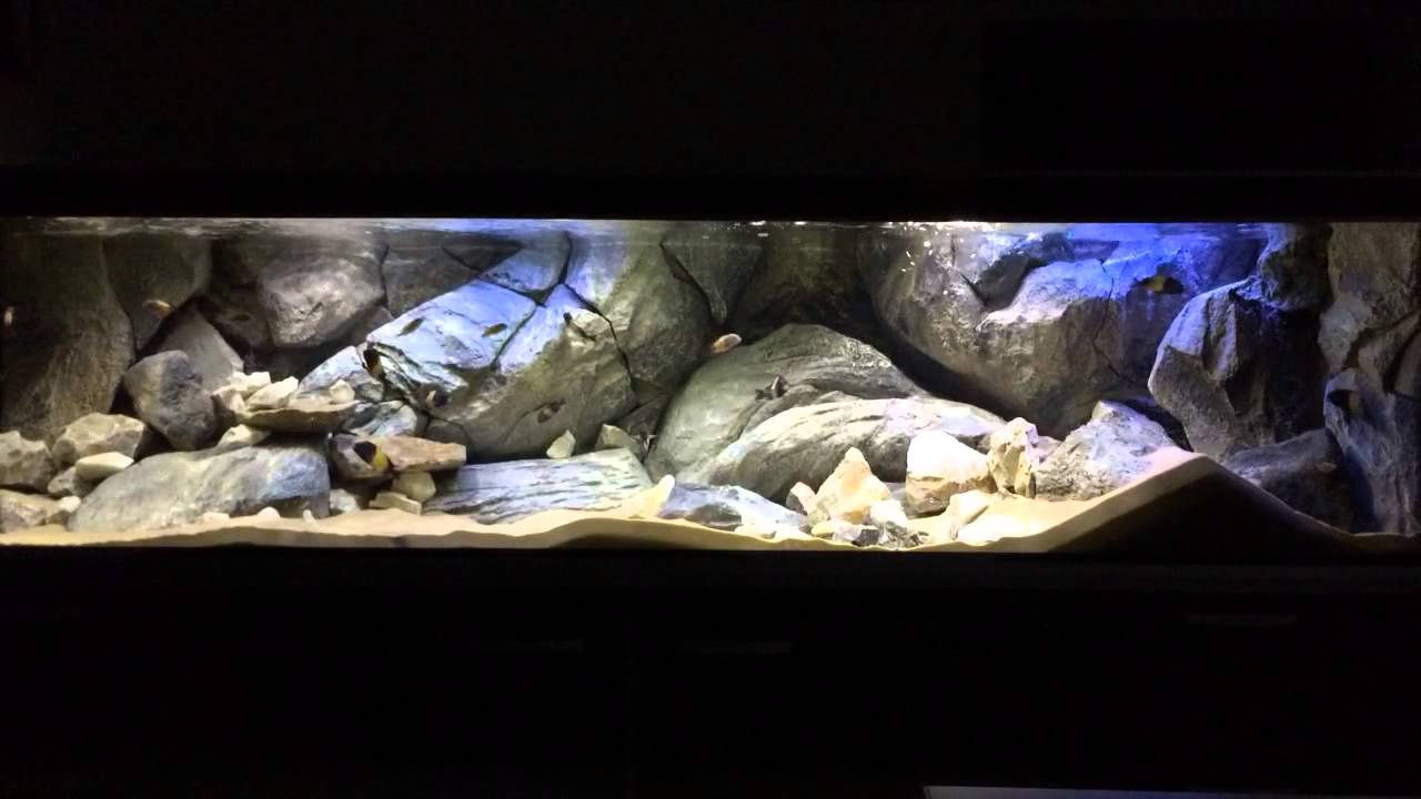 Aquadecor Aquarium With 3d Background For Cichlids