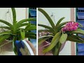40 CГЎch ChДѓm SГіc Д б ѓ CГўy Lan Дђai ChГўu Ra Hoa How To Care For Dai Chau Orchids To Flower 40 CГЎch ChДѓm SГіc Д б ѓ CГўy Lan Дђai ChГўu Ra Hoa How To Care For Dai Chau Orchids To Flower