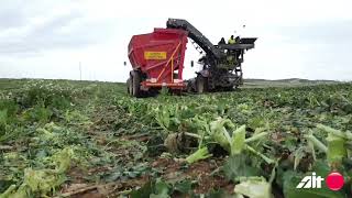 Cosechadora de brócoli Automática - Automatic broccoli harvester | AIT