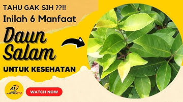 TAU GAK SIH ??! Inilah 6 Manfaat dan Efek Samping Daun Salam Untuk Kesehatan