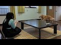 離れて暮らすお姉ちゃんが突然部屋にいたら！全力で喜ぶ感動の再会に。【Golden Retriever japan】