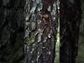 Березаелка , лесной гибрид