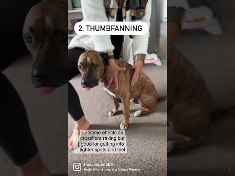 My 3 Favourite Massage Techniques For Dogs 