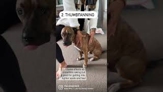 My 3 Favourite Mage Techniques For Dogs