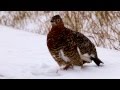 Vocalizing Willow Ptarmigan, Toolik Lake