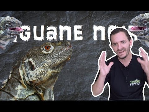 snake reptiles pictures Un mâle dominant qui ne m'aime pas