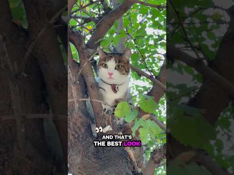 Precious Bestie Catshorts