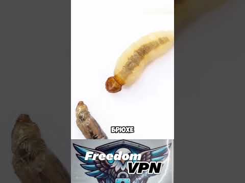 Спасение опасного шершня от паразита #впн #рабочийвпн #animals #vpn #животные