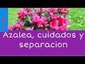 Cuidados de la Azalea, separación, riego, sol y trasplante  de maceta(Ciclamen o Violeta africana)