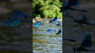 Vibrant Blue Dragonflies River Flight 🐉💙🌊