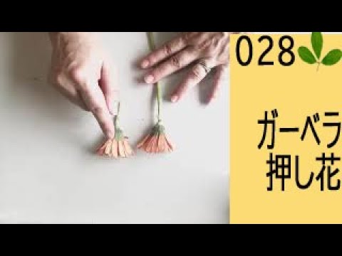 ガーベラの押し花の作り方 Youtube