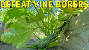 How To Prevent Squash Vine Borers In Your Garden