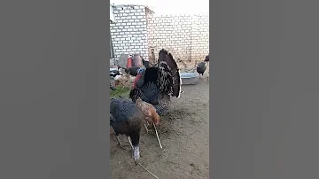 صوت الديك الرومي سبحان الخالق العظيم 