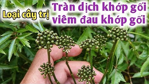 Bài thuốc trị tràn dịch khớp gối, viêm đau khớp gối. PHAN HẢI Channel