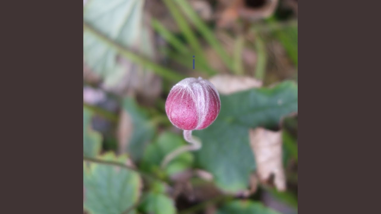 Guarda Joyeux su YouTube Guarda Joyeux su YouTube