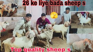 Aaj 26 ke liye Marchela Guntur vilayati Khubsurat Bada mende ka lot hai available in Hyderabad 