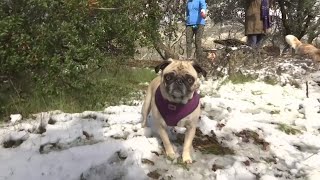 Winter storm brings rare snowfall to Bay Area
