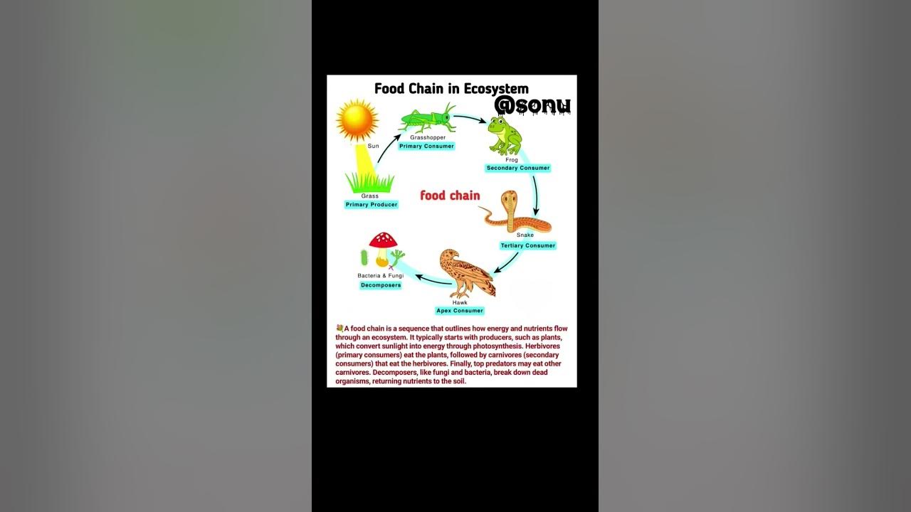 Food chain in Ecosystem 🔥💯 3D figure details digram 🔥💯 #biologyeducation #trendingshorts #science