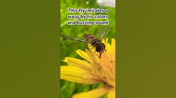 Close up😱🪰Marmalade Hoverfly#love#nature#viral#subscribe#like#shortvideo#shorts#short#tiktok#music