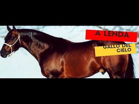A LENDA GALLO DEL CIELO ✝️ | HORSE_CLASSIC