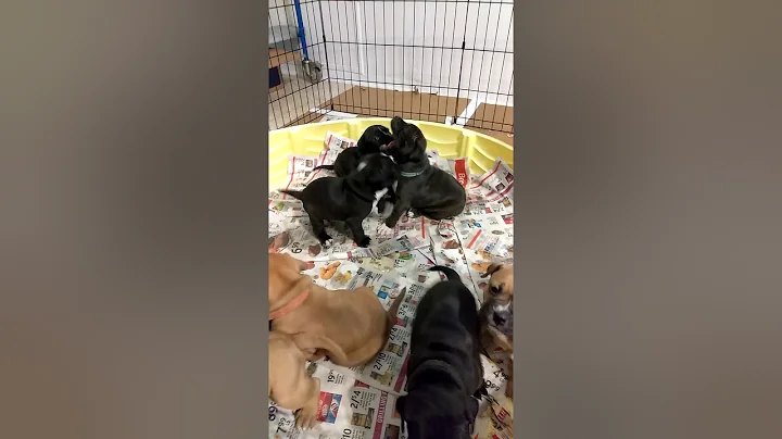 Jody and Rosie's litter 2. 8/9/19