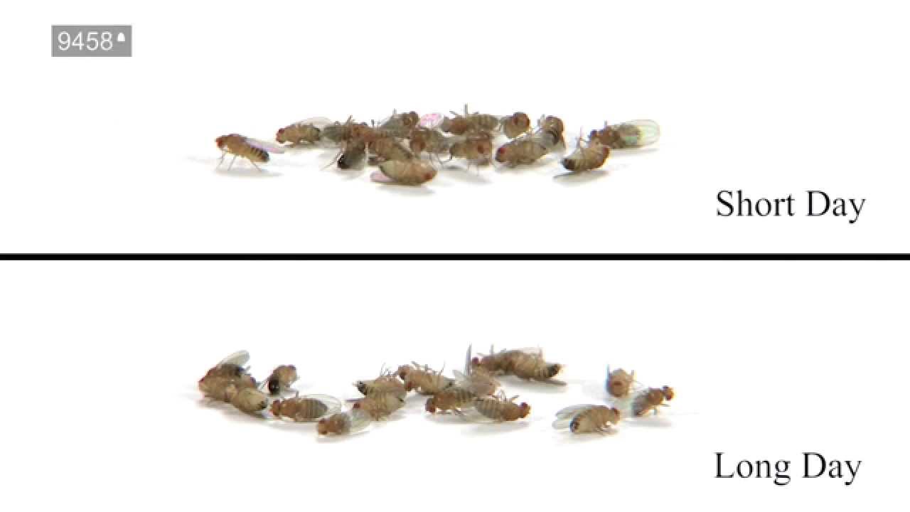 Chill Coma Recovery Time in Drosophilia melanogaster