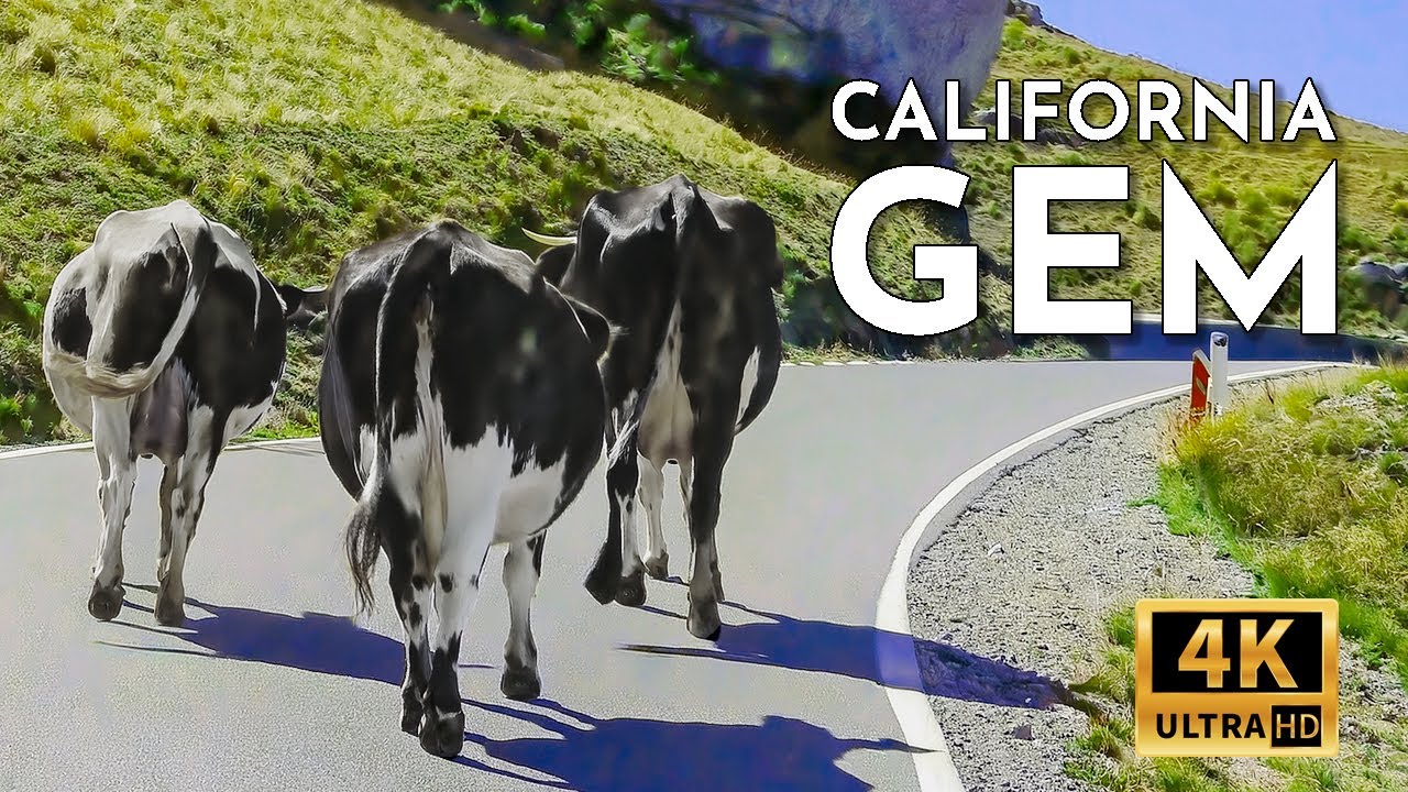 Driving California Hidden Gem: Cypress Tree Tunnel - Point Reyes Lighthouse - Chimney Rock. 4k Video