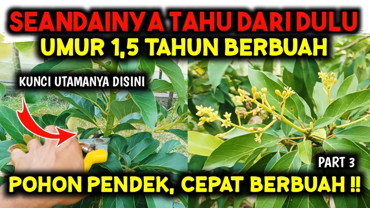 ILMU MAHAL ‼️ RAHASIA MEMBUAHKAN ALPUKAT TANPA DIPAKSA UMUR 1,5 TAHUN - PART 3