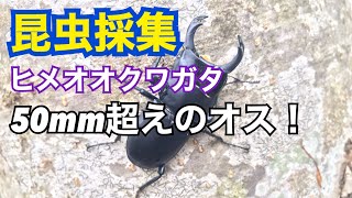 昆虫採集2020年9月5日】 ヒメオオクワガタ採集！50mm超えのオス発見