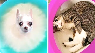 DO NOT Laugh Challenge DOGS and CATS IMPOSSIBLE!