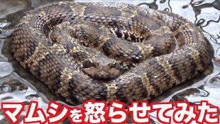 I Tried To Offend Japanese Poison Snake Youtube