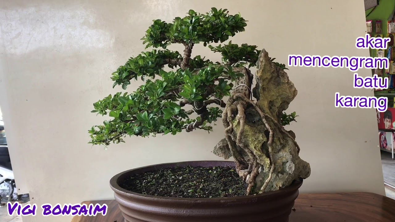 BONSAI MENCENGRAM BATU KARANG - YouTube