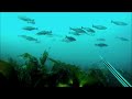 Spearfishing on the Isle of Skye (Part 1)