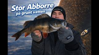 Stor Abborre på grunt vatten