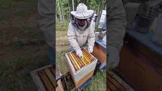 Работаем ! #пчеловодство #beekeeper #пчёлы #bee #honey #beekeeping #2024