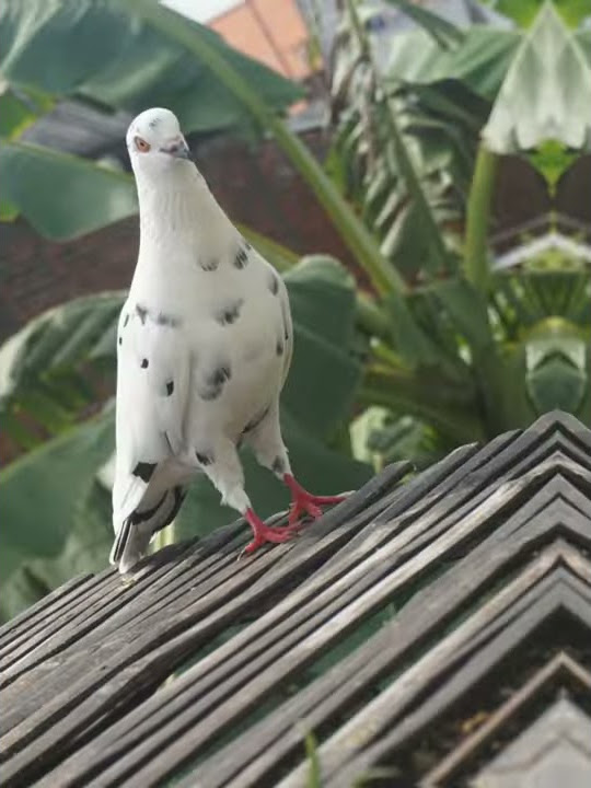 Story WA merpati kentong KEMBAR