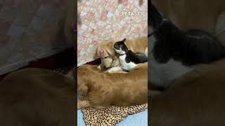 Unlikely Buddies! This Dog & Cat's Cuddle Session Will Melt Your Heart! screenshot 4