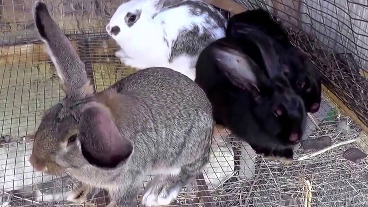 Миксоматоза у кроликов, причины и симптомы заболевания - YouTube