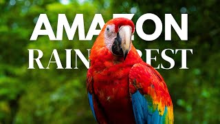 The Amazon Rainforest: A Cinematic Exploration