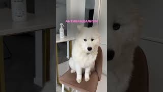 Отпугивающий спрей #453153129 #самоед #тикток #tiktok