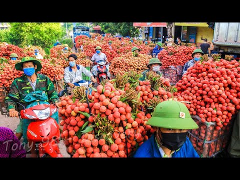 वीडियो: लीची की फसल का समय: लीची के फल की कटाई कैसे और कब करें