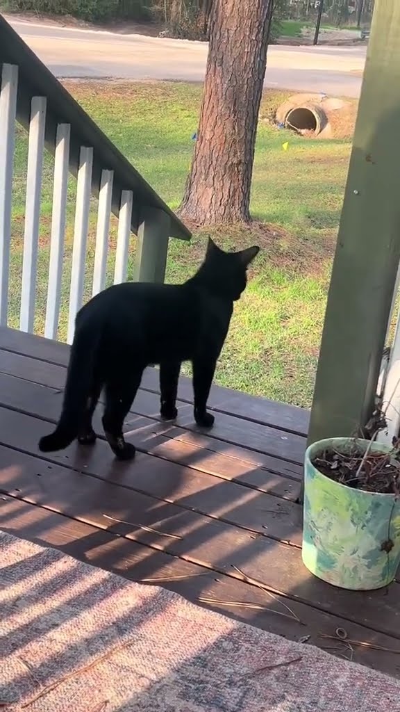funny  cat noire ??????????????????