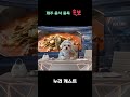 제주 음식 중독 속보 #dog #puppy #maltese #cute #말티즈 #cutedog #반려견 #malteselovers #강아지 #pets #음식