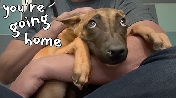 Watch this Frozen Puppy