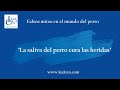 Mito 43. &quot;La SALIVA del PERRO cura las HERIDAS&quot; | LealCan Adiestramiento