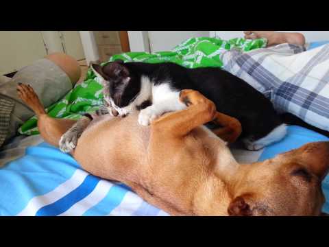 cats drink milk from dog