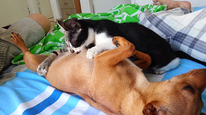 cats drink milk from dog - DayDayNews