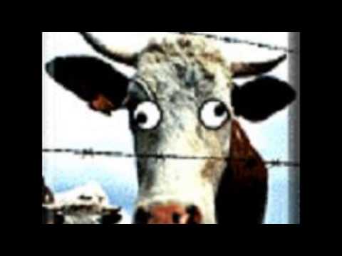 Crazy Cow Laugh