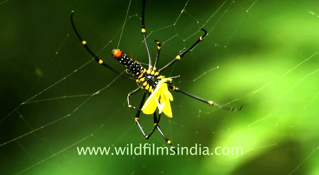 Forest spider eats butterfly! YouTube