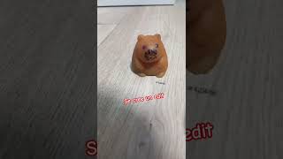 #memes se cree un edit #capybara #Yosoyfabian_oren